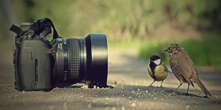 تصویر Macro Photography