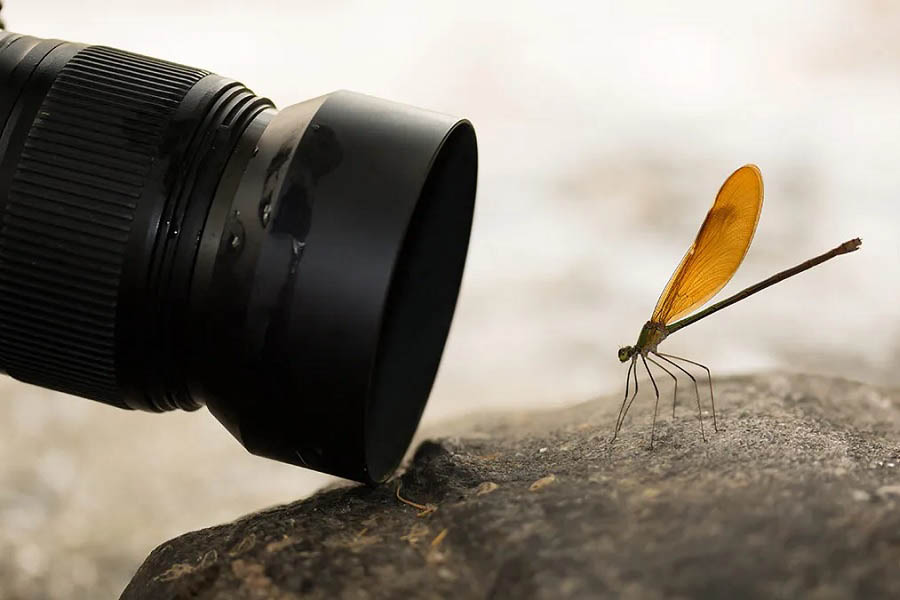 تصویر عکاسی به سبک ماکرو